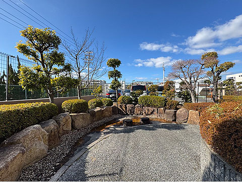 白峯園】 姫紅小松 25年生前後 塊根植物 トリコディアデマ