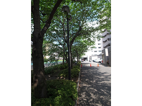 駐車場　駐車場スペース北側先「妙正寺川」沿いの遊歩道１
